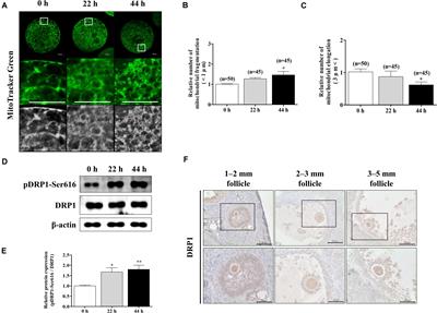 Melatonin Protects Against Mdivi-1-Induced Abnormal Spindle Assembly and Mitochondrial Superoxide Production During Porcine Oocyte Maturation